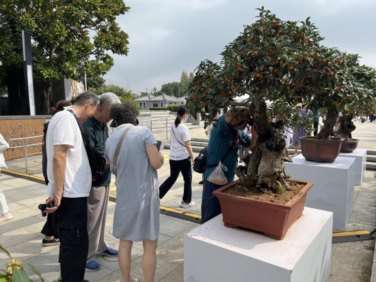 “花漾苏州 桂香满城”桂花市集正式开街_fororder_图片 2