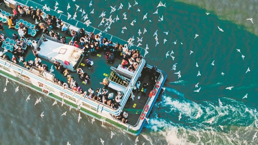 无锡鼋头渚水域现“鸟浪”奇观