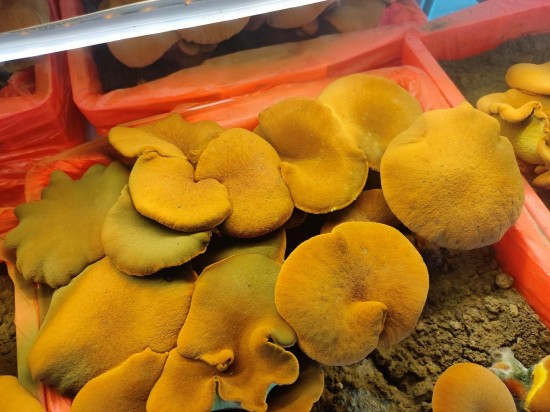 恒温恒湿育珍菌 戴南三优产业园智能方舱牛肝菌采收忙_fororder_图片 3