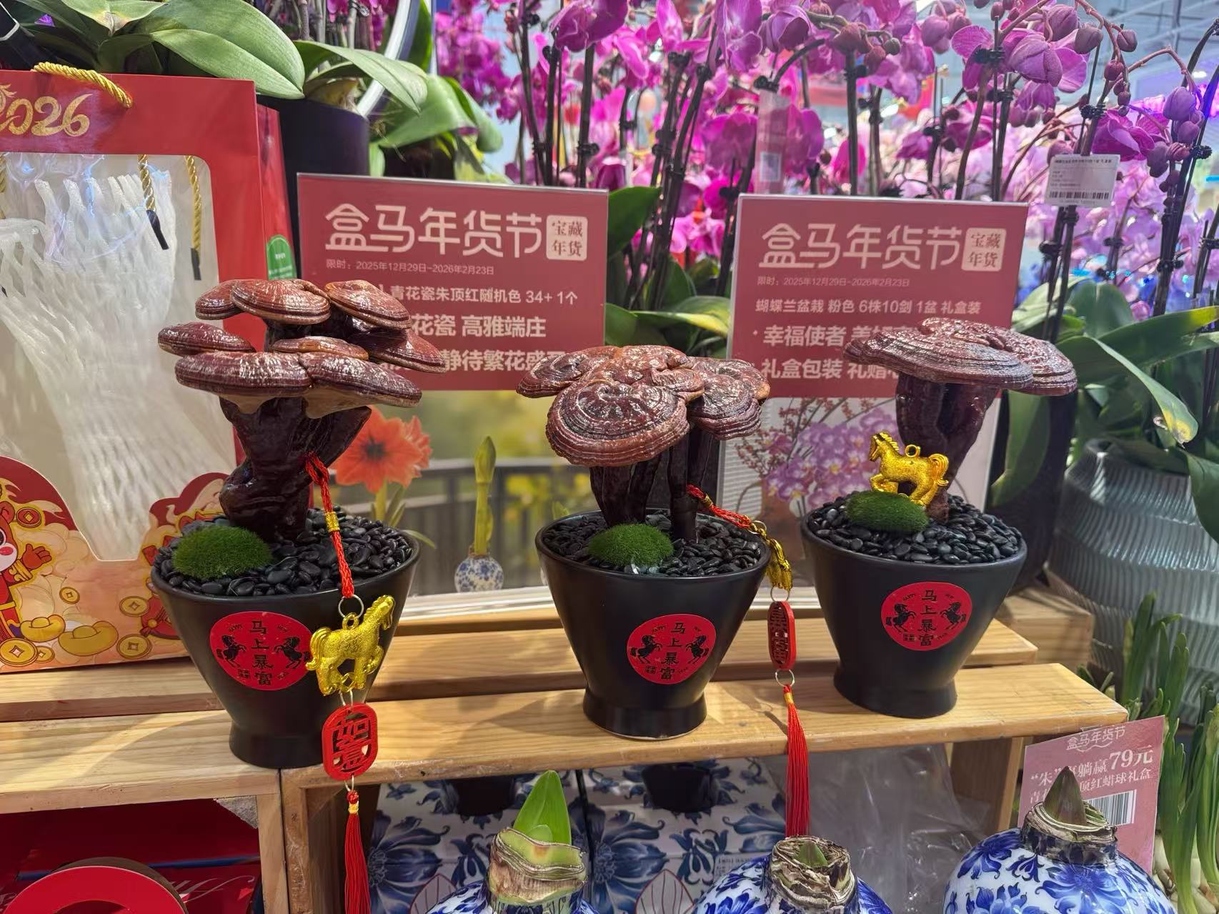 春节临近，年宵花市场升温！品种上新，清新小众成流行新趋势_fororder_微信图片_20260130093151_689_239