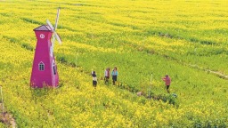 无锡滨湖：观赏油菜花田的好去处