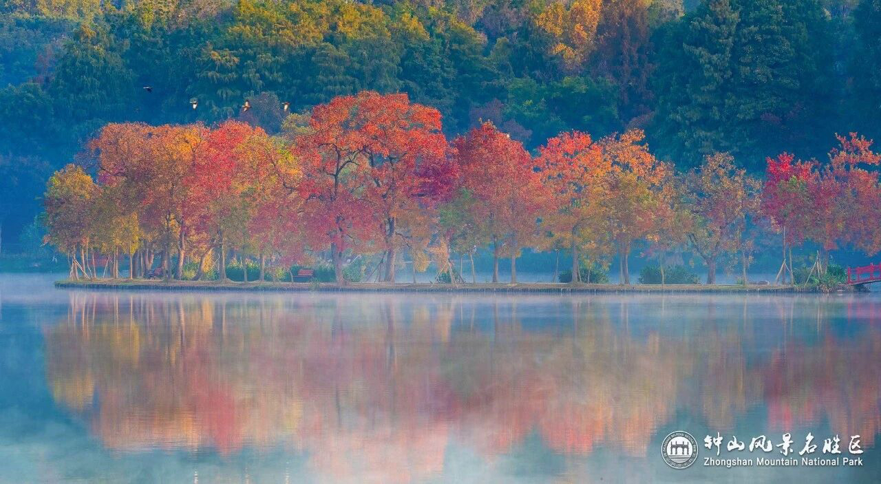 石象路“油画”展卷,燕雀湖“云杉水镜”上线……钟山“顶流”秋景迎最佳观赏期