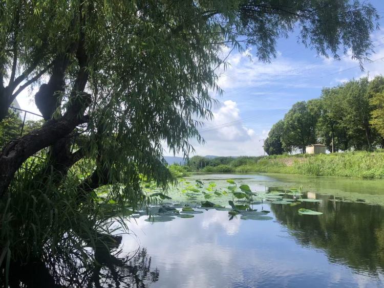 国际湿地城市，缘何花落苏州？