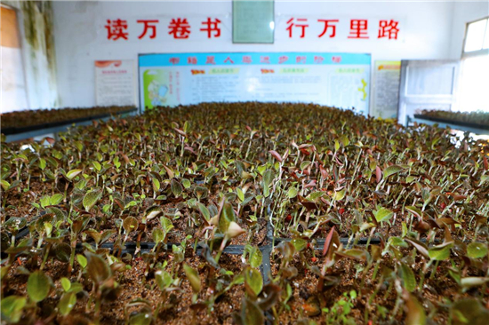 江苏淮安：闲置校舍“长”出致富良药_fororder_图片16