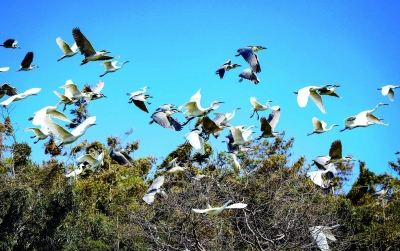 南京高淳：鹭影穿林过 生态入画卷_fororder_微信图片_20260318095327