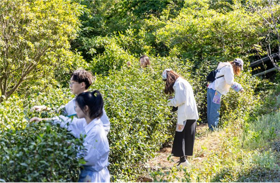苏州：春到茶园采新茶 “万象碧螺”醉人心_fororder_图片16