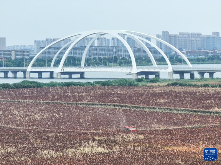 常州金坛：高粱红了 “丰”景如画_fororder_微信图片_202509220937303