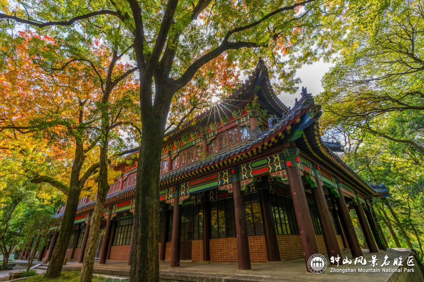 石象路“油画”展卷,燕雀湖“云杉水镜”上线……钟山“顶流”秋景迎最佳观赏期