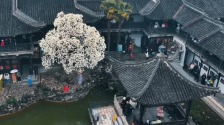 扬州：烟雨何园藏诗意 雨中玉兰引客来