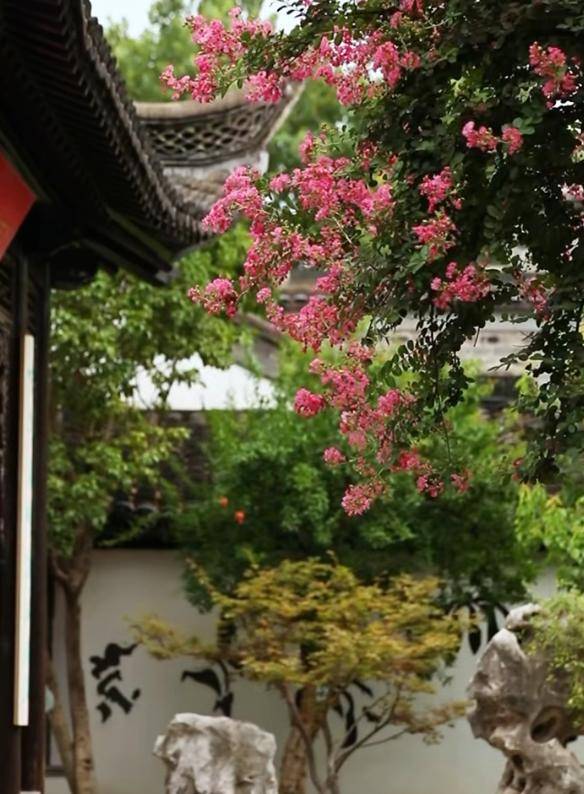 独占芳菲当夏景，紫薇花开映金陵