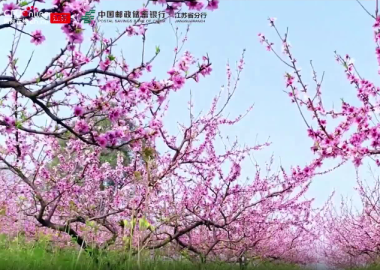 视频丨邮储苏州分行“贷”动凤凰镇，水蜜桃甜“绘”乡村振兴图_fororder_苏州1