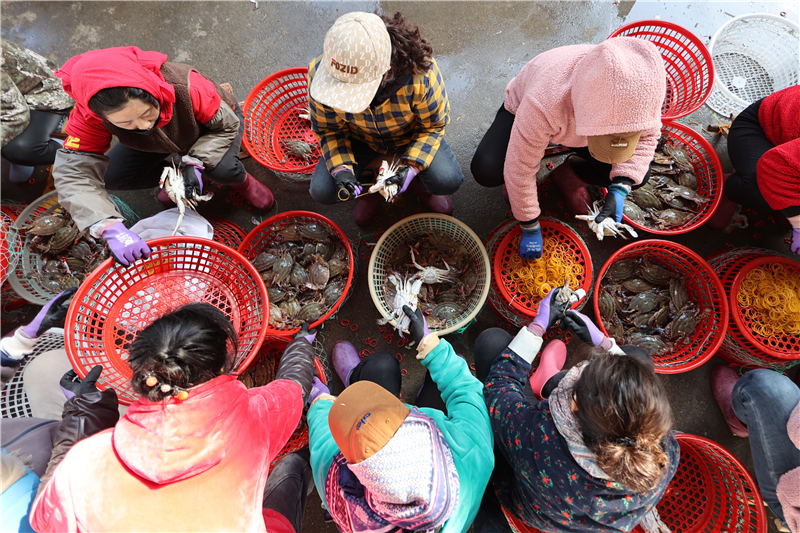 江苏连云港：秋捕梭子蟹喜丰收_fororder_20251030_093856_002