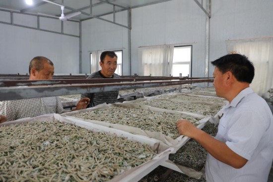 产业帮扶 苏陕协作助力延川蚕桑业驶入“快车道”_fororder_图片 3