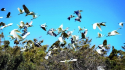 南京高淳：鹭影穿林过 生态入画卷