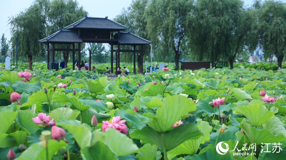 南京栖霞区：“荷经济”串成链_fororder_LOCAL1752191430624UJ9RMSAJ8K.JPG