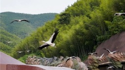 宜兴窑湖小镇《飞鸟之约》首展启幕 258羽飞鸟共绘自然共生诗意画卷