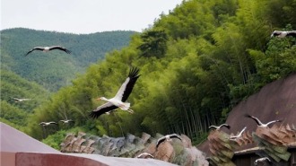 宜兴窑湖小镇《飞鸟之约》首展启幕 258羽飞鸟共绘自然共生诗意画卷