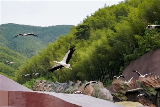 宜兴窑湖小镇《飞鸟之约》首展启幕 258羽飞鸟共绘自然共生诗意画卷_fororder_图片2