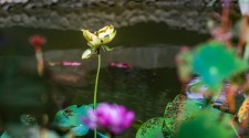 初绽！玄武湖稀有黄色并蒂莲惊喜亮相