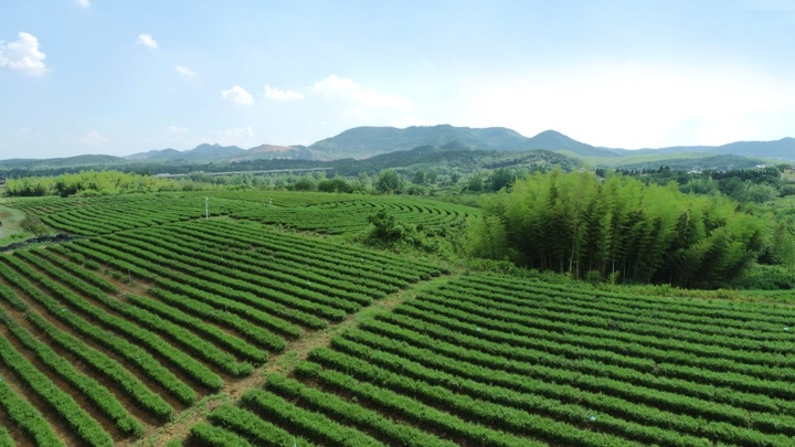 从江南茶园到全球市场,看一杯抹茶的“破圈”之旅