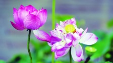 扬州：莲叶田田