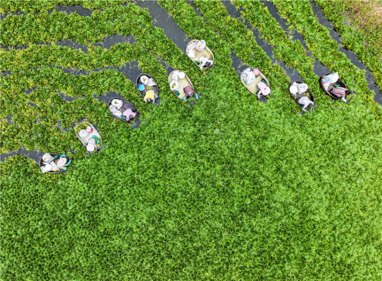 江苏泰州：菱角丰收采摘忙_fororder_20250731_092518_007