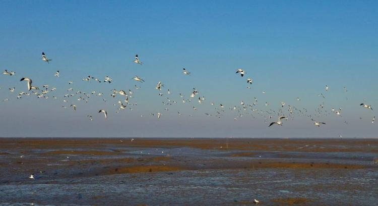 江苏如东：滩涂湿地候鸟栖_fororder_20260105e6822c28074743a1ab898fb9993fa998_dc209c233ccb4cbaa35df076bcbd0166