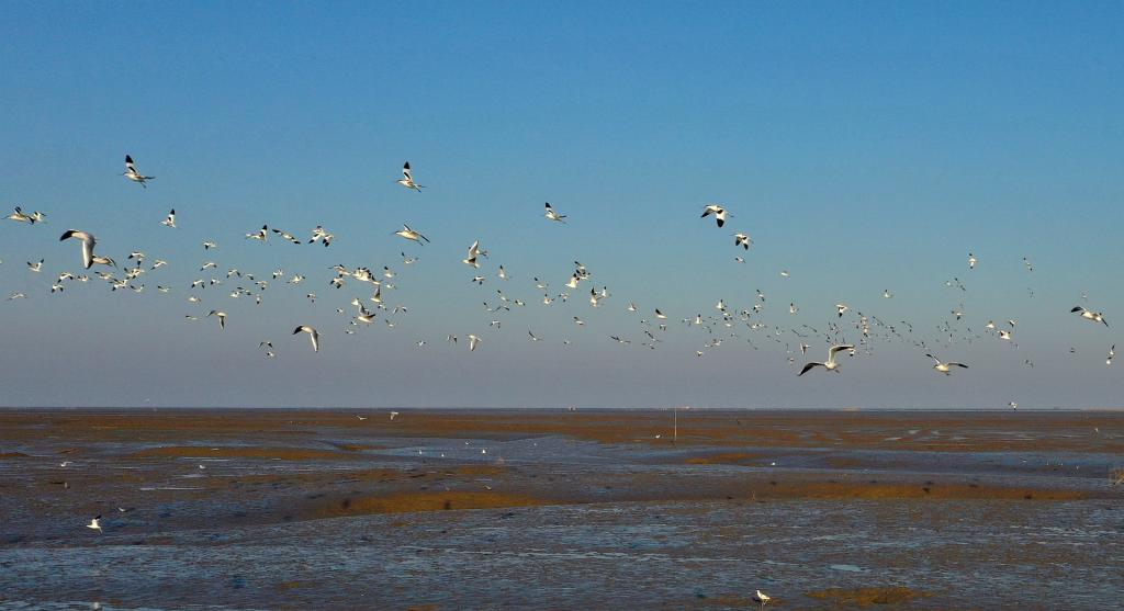 江苏如东：滩涂湿地候鸟栖_fororder_20260105e6822c28074743a1ab898fb9993fa998_dc209c233ccb4cbaa35df076bcbd0166