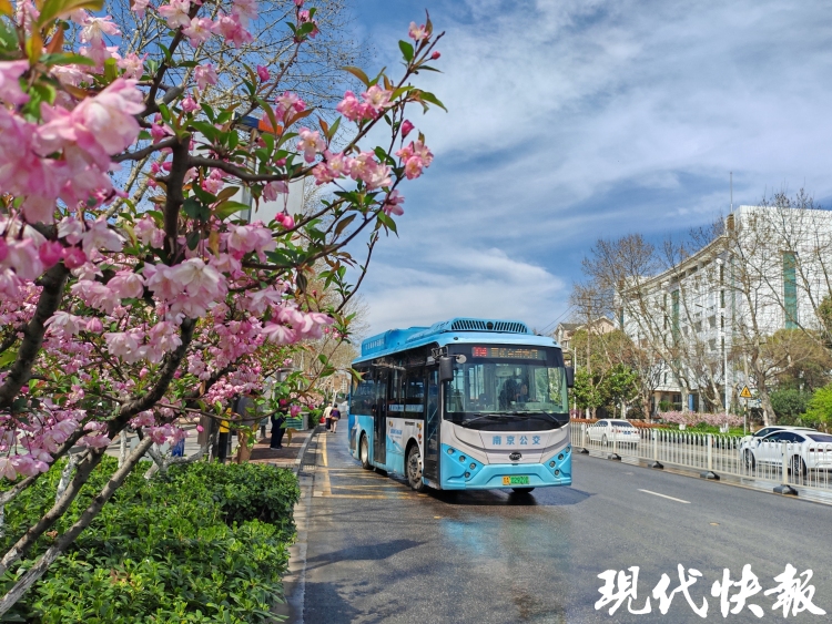 繁花满城，南京赏花公交专线来了_fororder_20260330_093317_002