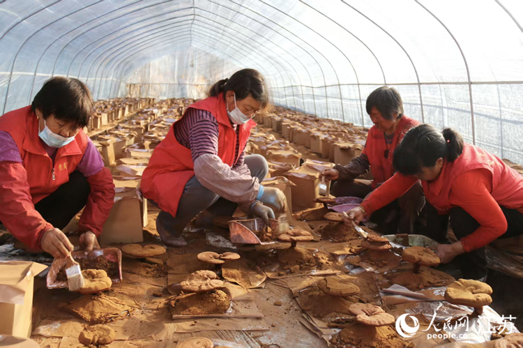 江苏连云港：云台林间好“丰”景_fororder_20260104_094240_002