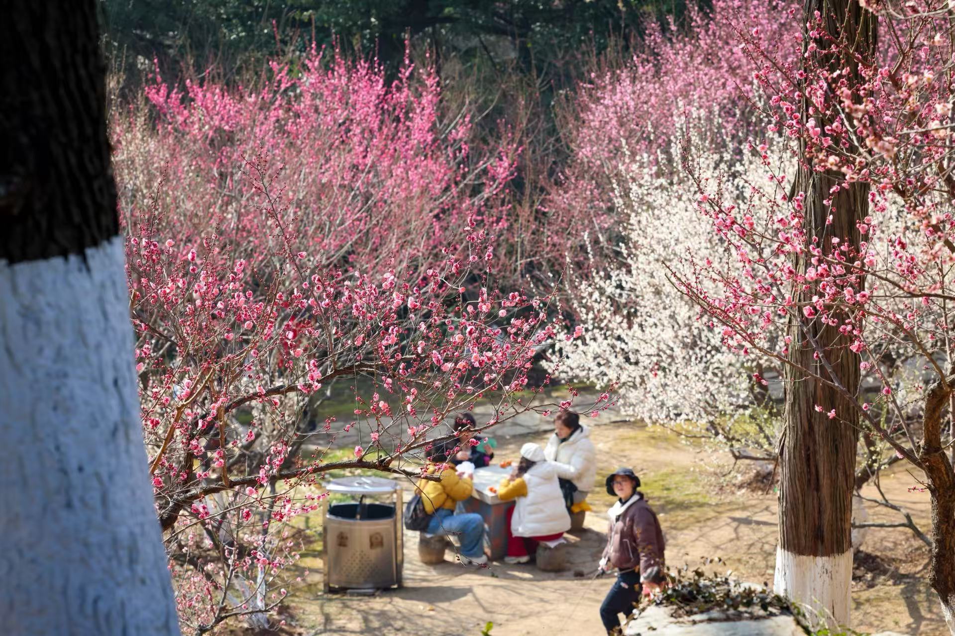 暖冬开挂！千株梅花抢先报春_fororder_微信图片_20260204091629_701_239