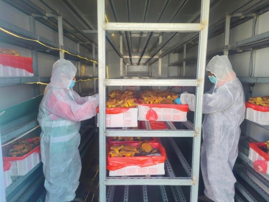 恒温恒湿育珍菌 戴南三优产业园智能方舱牛肝菌采收忙_fororder_图片 1