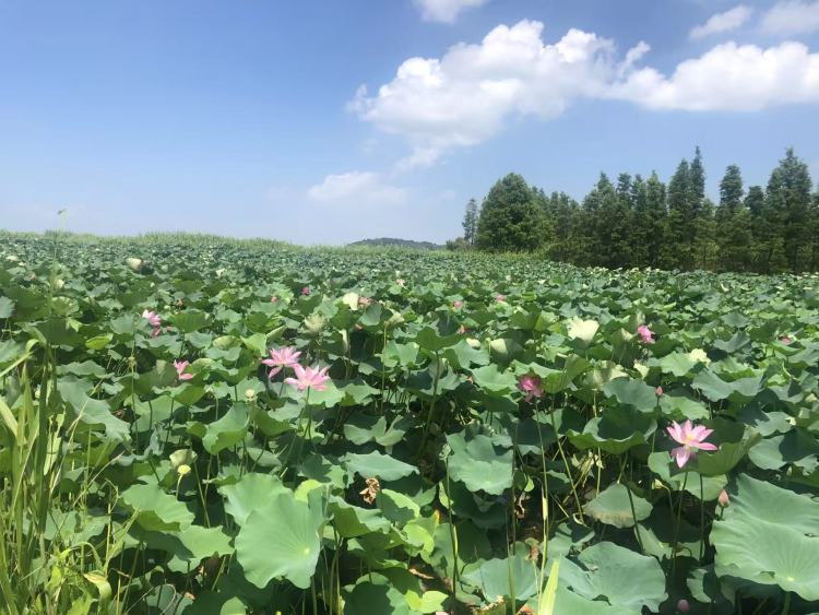 国际湿地城市，缘何花落苏州？