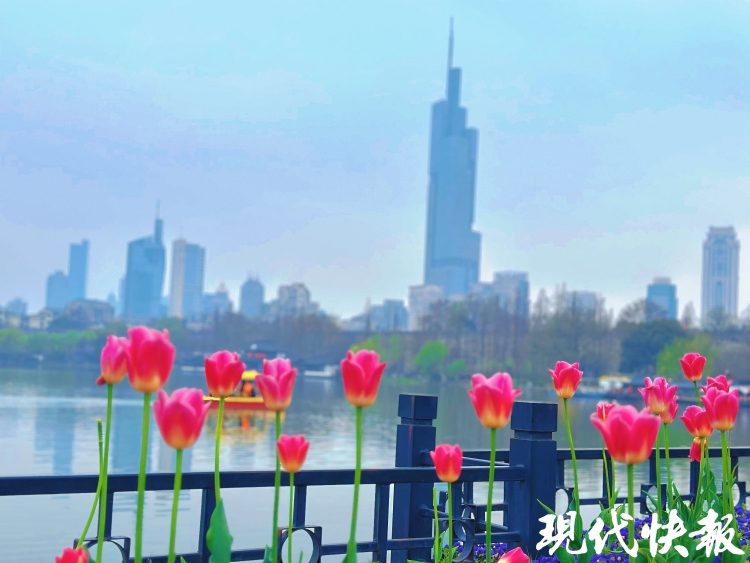 繁花满城，南京赏花公交专线来了_fororder_20260330_093317_008