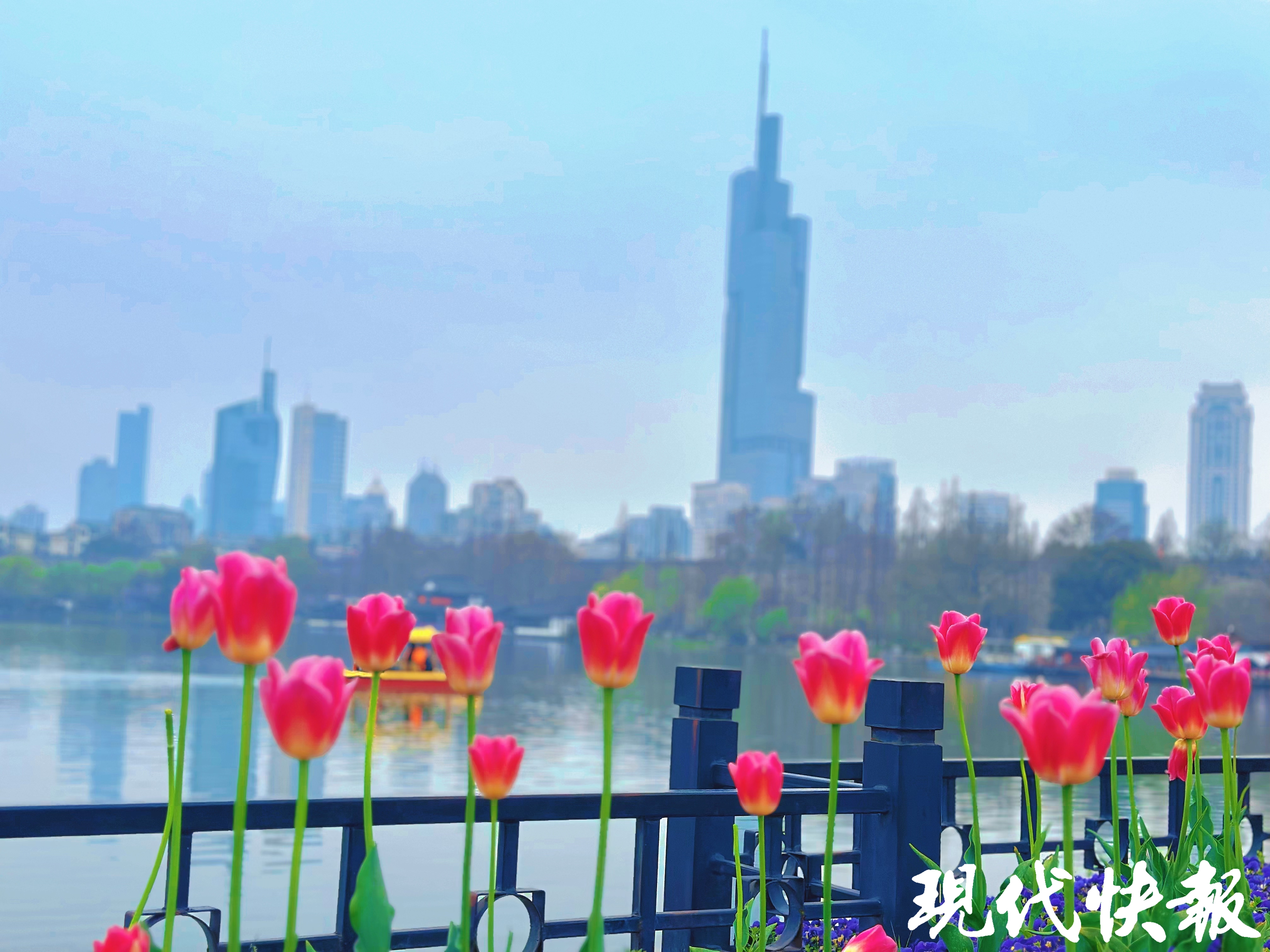 繁花满城，南京赏花公交专线来了_fororder_20260330_093317_008