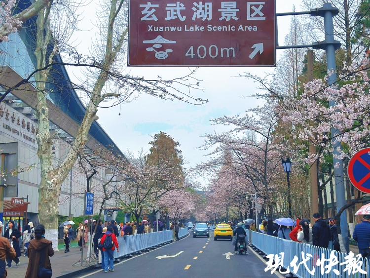 繁花满城，南京赏花公交专线来了_fororder_20260330_093317_006