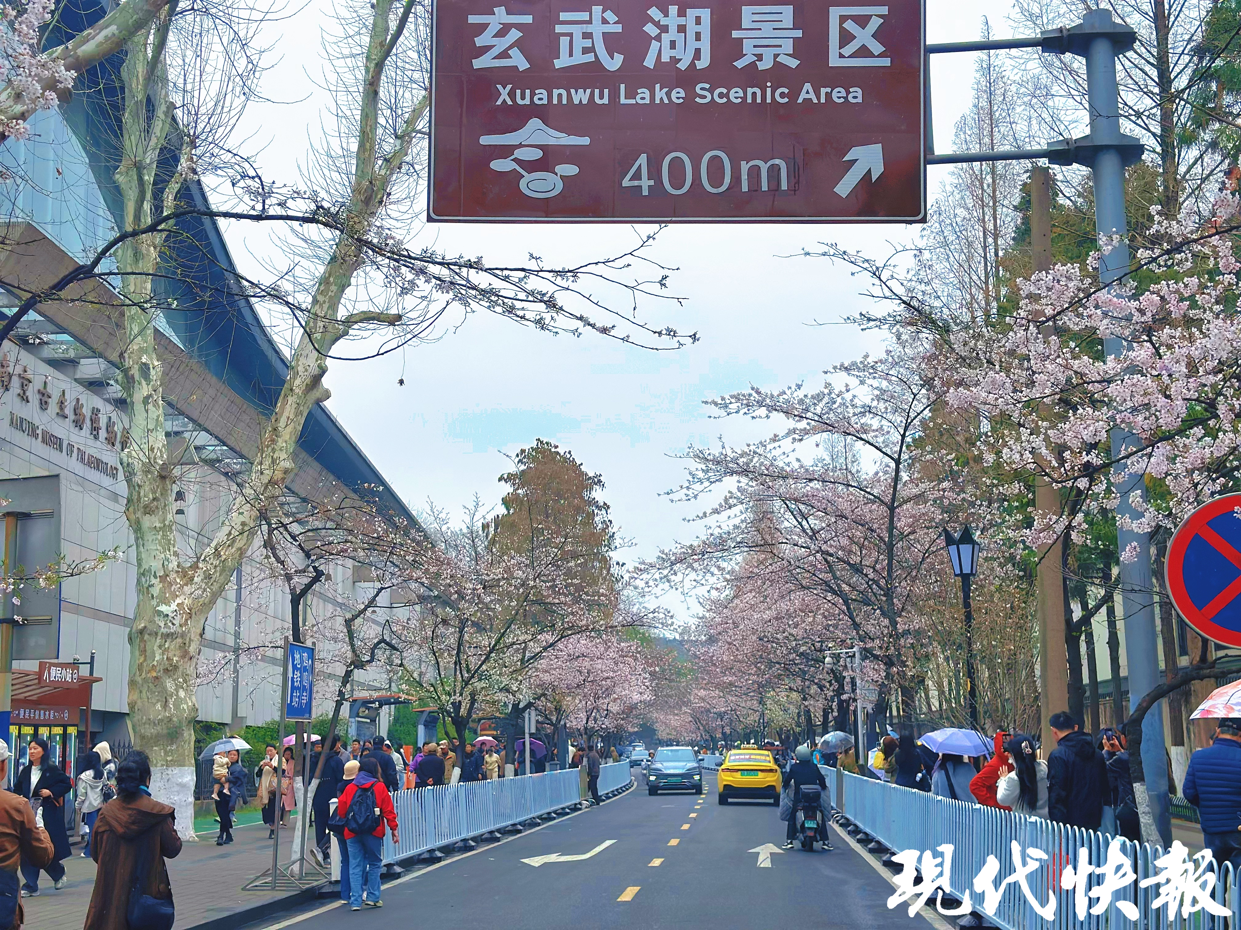 繁花满城，南京赏花公交专线来了_fororder_20260330_093317_006