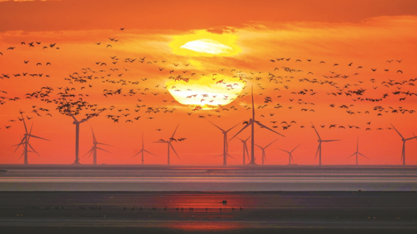 江苏成越冬“打卡地” “天空之队”如期归来