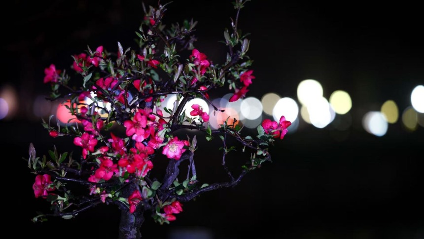 夜赏春花！金陵雨夜别样美