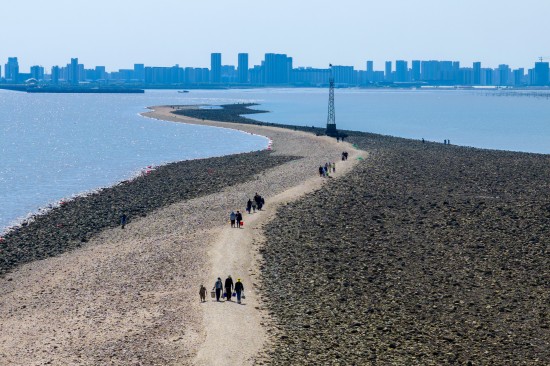 秦山岛神路赶海:游客踏浪寻“鲜” 收获满满好心情
