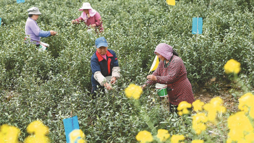 南京：一片茶叶成为乡村振兴的“金叶子”