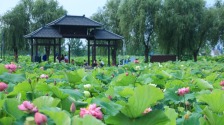 南京栖霞区：“荷经济”串成链