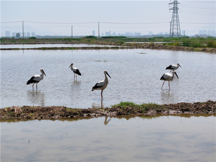 东方白鹳现身赣榆沿海湿地_fororder_20250606_091845_006