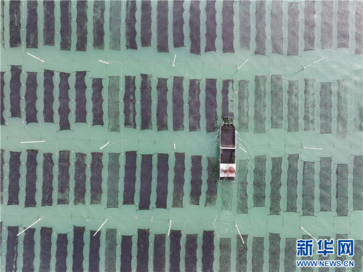 连云港赣榆：奏响海洋牧场丰收曲_fororder_20251015_091211_002