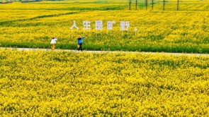 赴一场“春日盛宴” 宜兴和桥近万亩油菜花田盛开