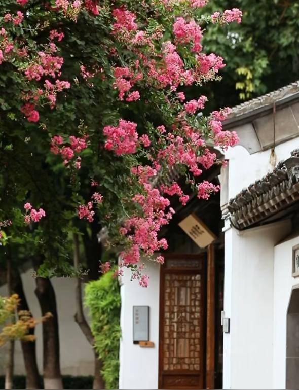 独占芳菲当夏景，紫薇花开映金陵