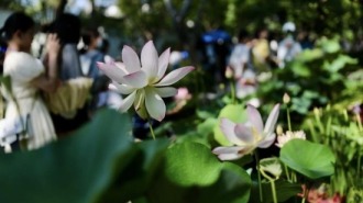 “荷”你共赏 2026苏州荷花展即将启幕