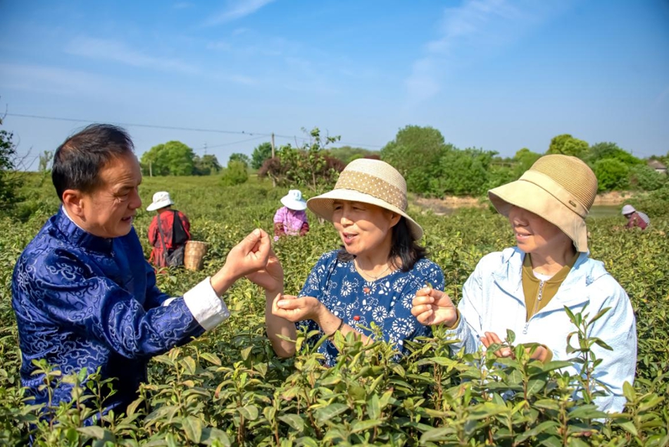 南京溧水雨花茶秋采进入旺季_fororder_LOCAL1757978726370AV29SVCHNF