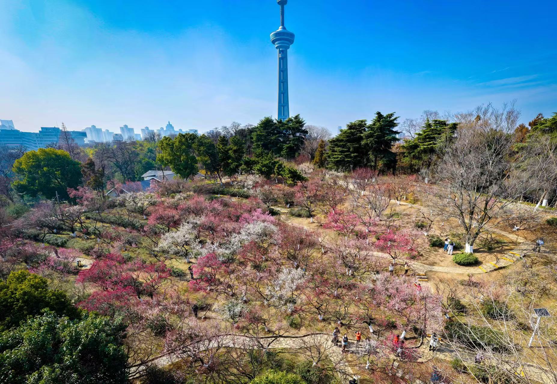 暖冬开挂！千株梅花抢先报春_fororder_微信图片_20260204091558_696_239