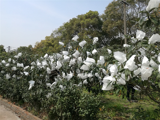 江苏枇杷为什么这样甜？_fororder_27 果实套袋